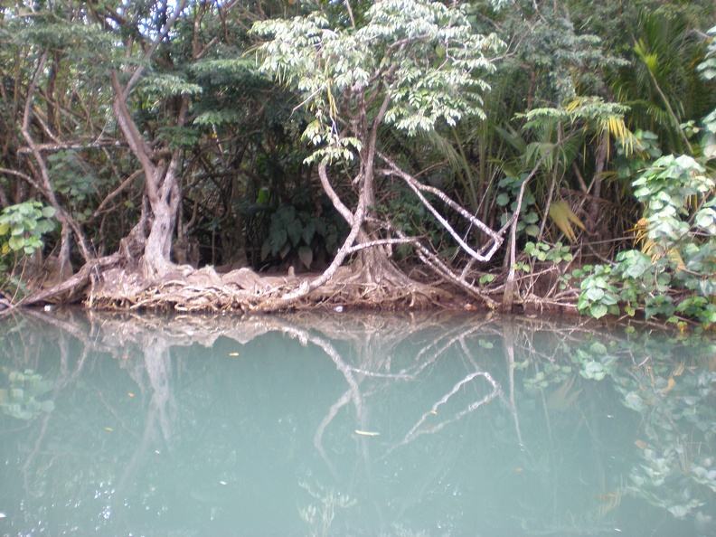 Dominica Indian River4.JPG